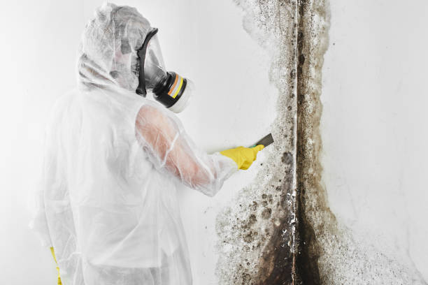 Best Black Mold Removal  in Platte, SD
