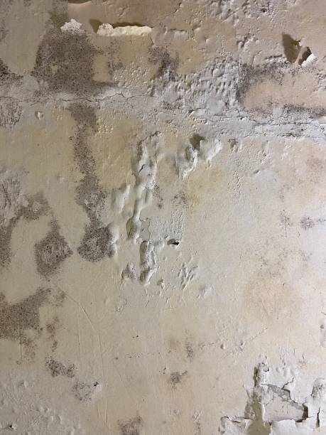 Attic Mold Removal in Platte, SD