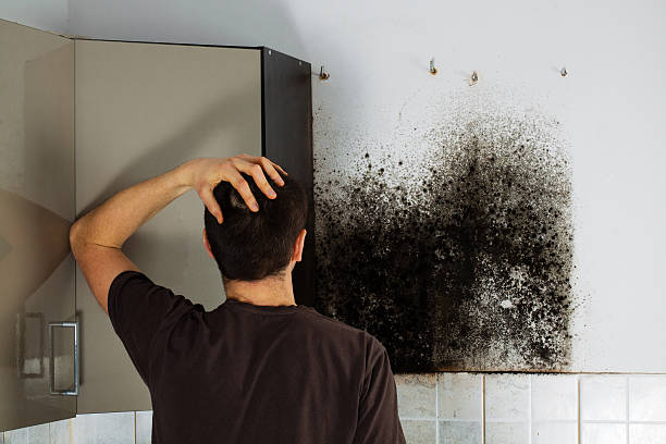 Best Certified Mold Removal  in Platte, SD