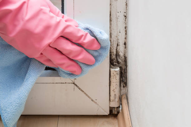 Best Toxic Mold Removal  in Platte, SD