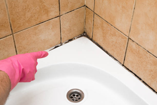 Best Professional Mold Removal  in Platte, SD